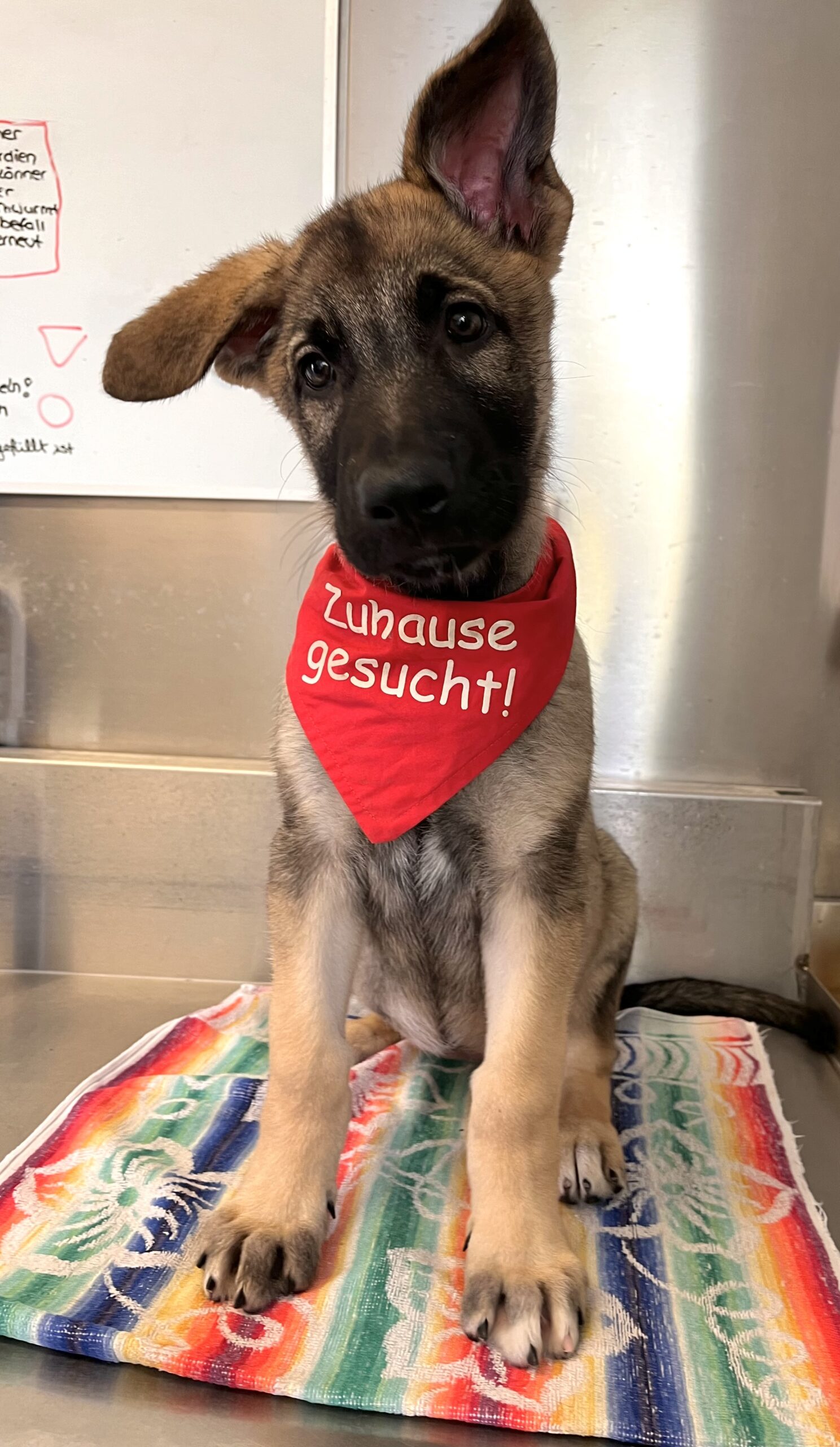 Kona - Tierheim Neuwied - Kona - Hund - Osteuropischer Schferhund