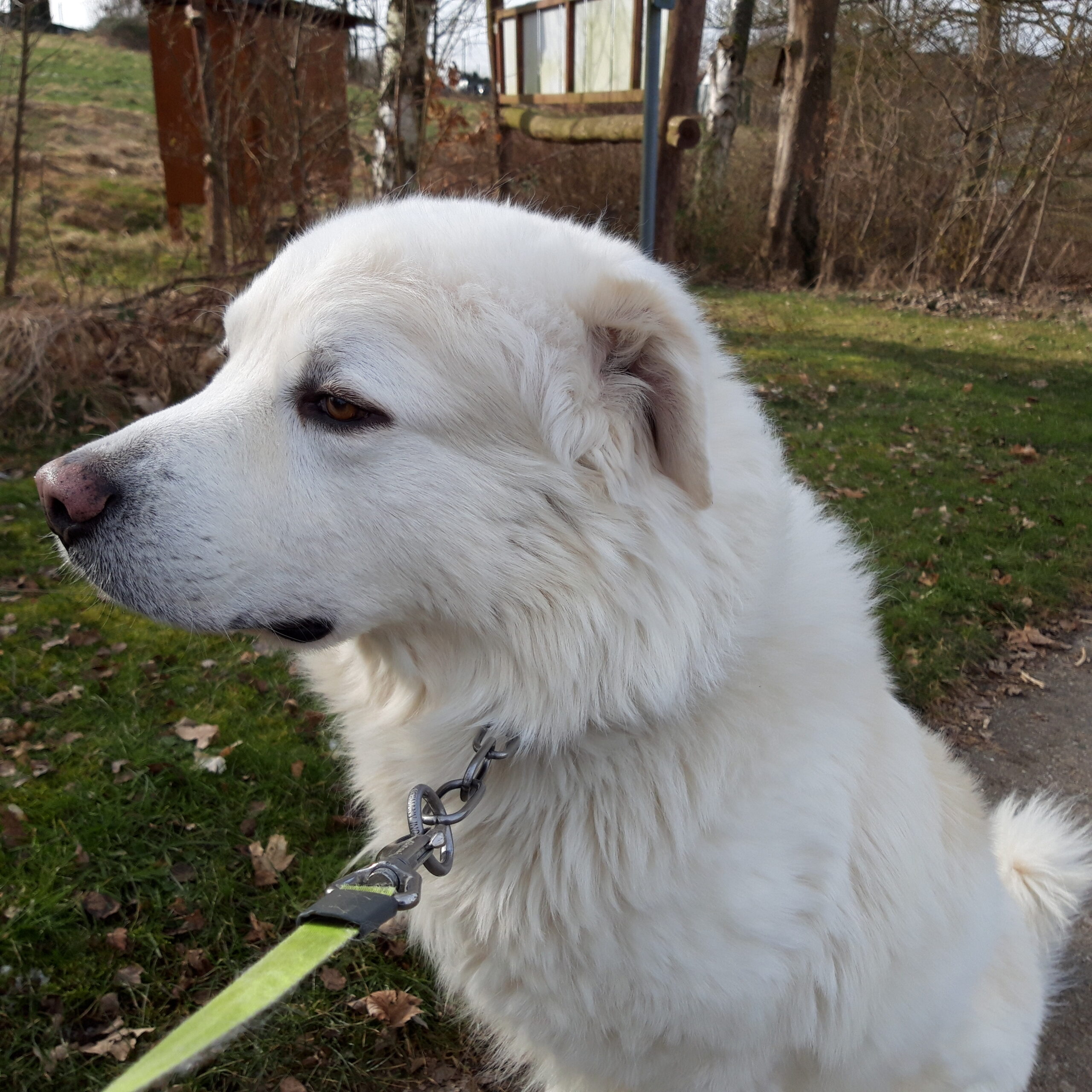 Atila, Maremmen-Abruzzen-Schäferhund – Tierheim Neuwied – Ludwigshof