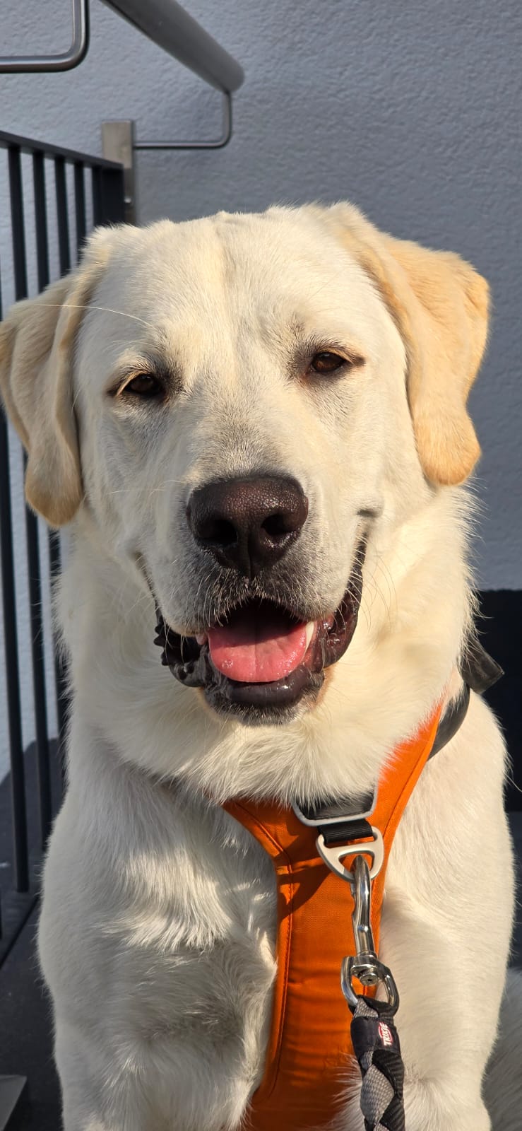 Marlon, Labrador / Maremanno – Tierheim Neuwied – Ludwigshof