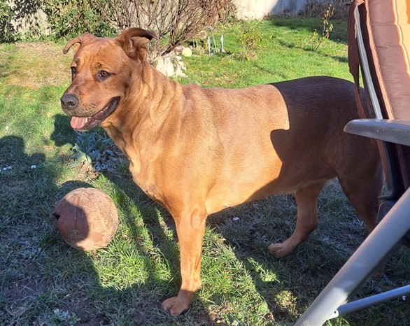 Bella, Rottweiler / Labrador – Tierheim Neuwied – Ludwigshof