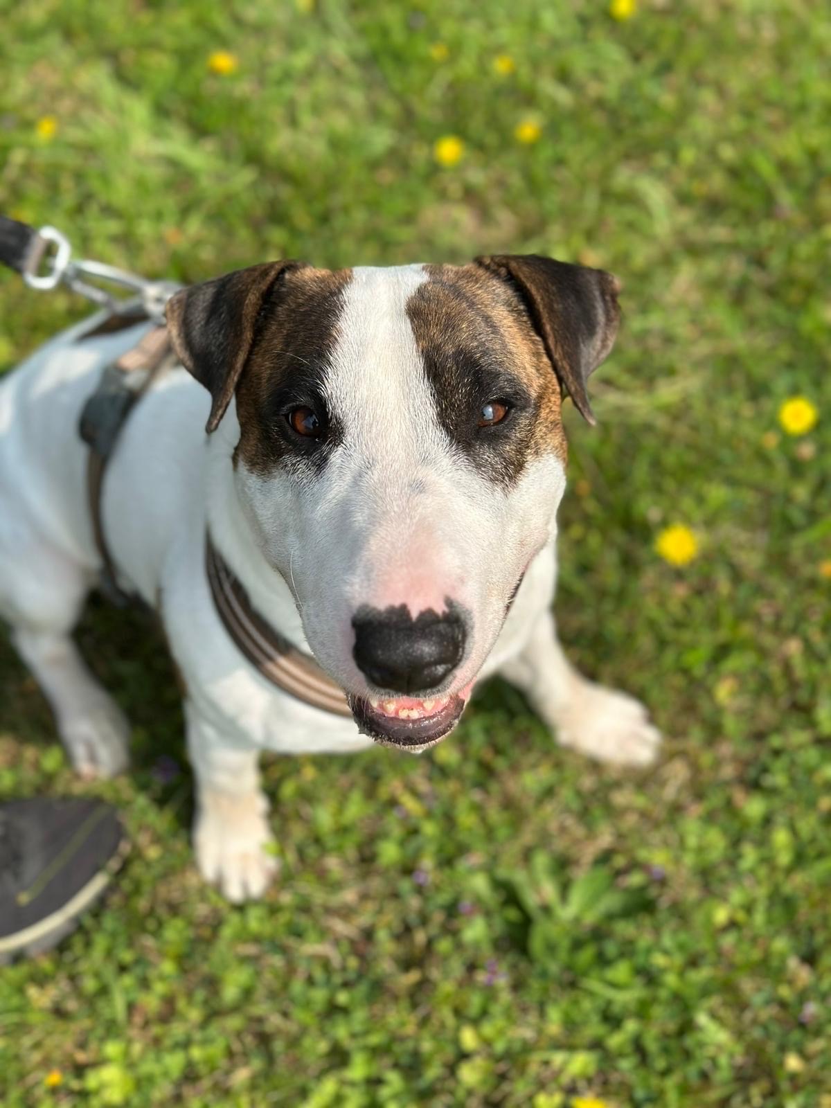 Tyson, Bullterrier Mix – Tierheim Neuwied – Ludwigshof