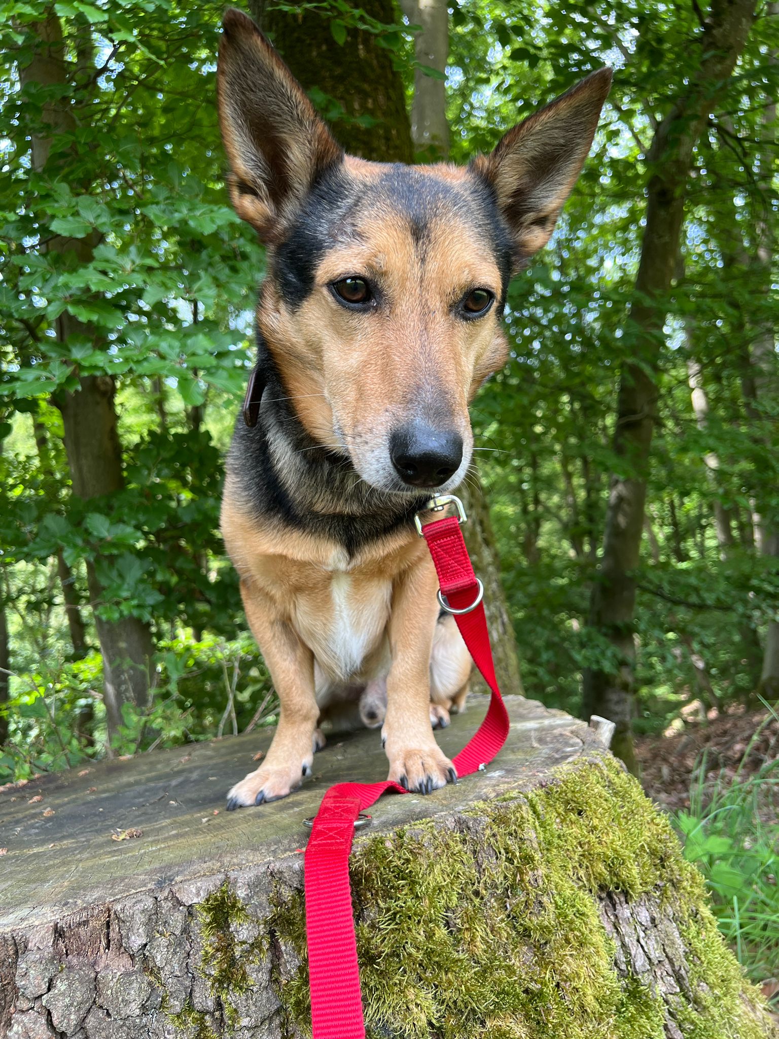 Charlie, Terrier Mix – Tierheim Neuwied – Ludwigshof