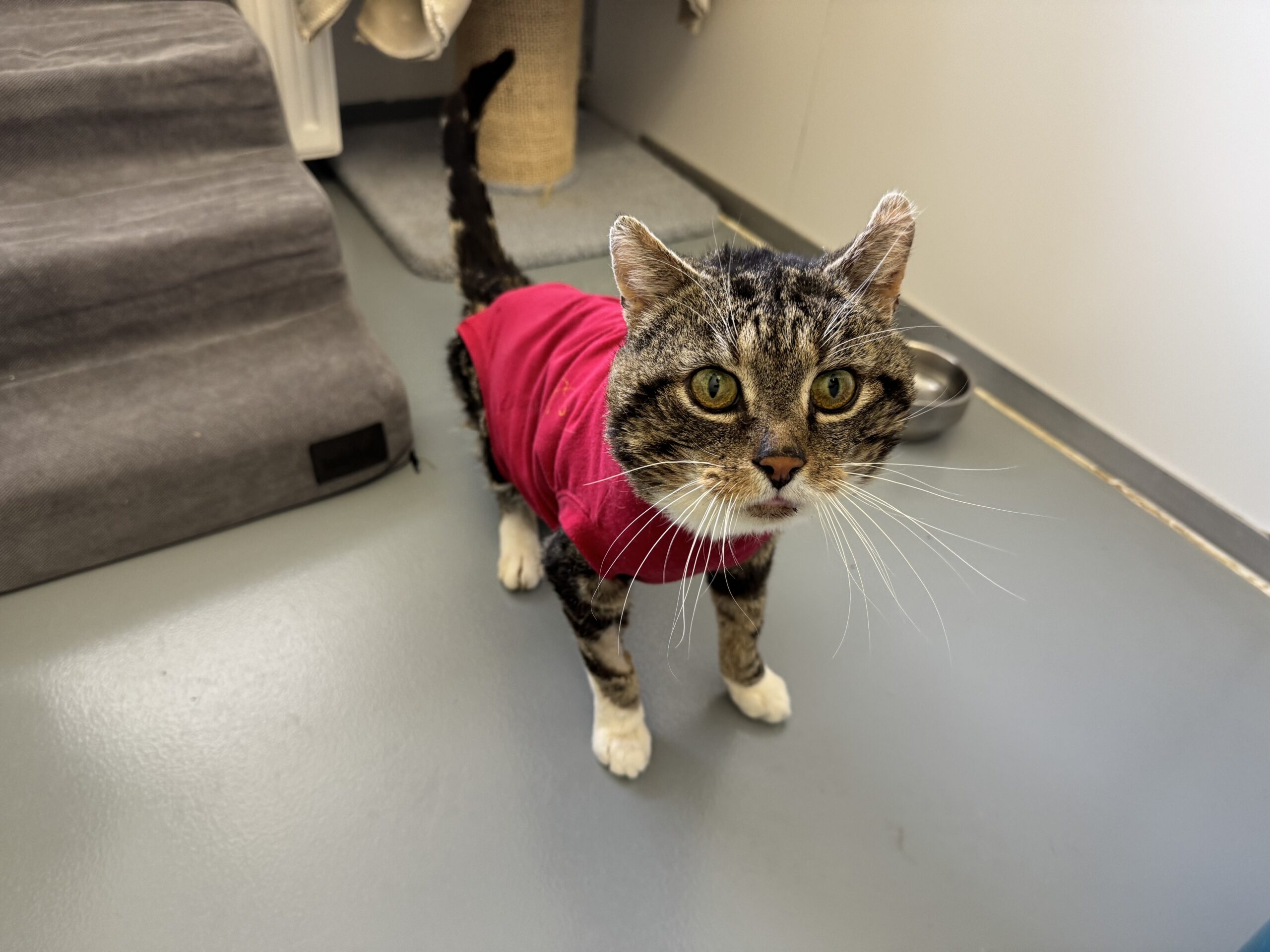 Fundkatze aus Oberhonnefeld, EKH – Tierheim Neuwied – Ludwigshof