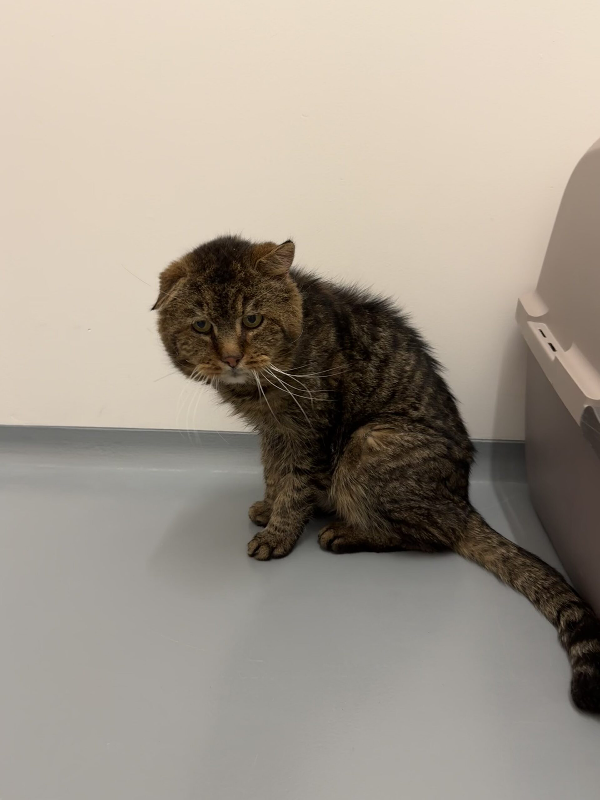 Fundkater Feldkirchen, EKH – Tierheim Neuwied – Ludwigshof