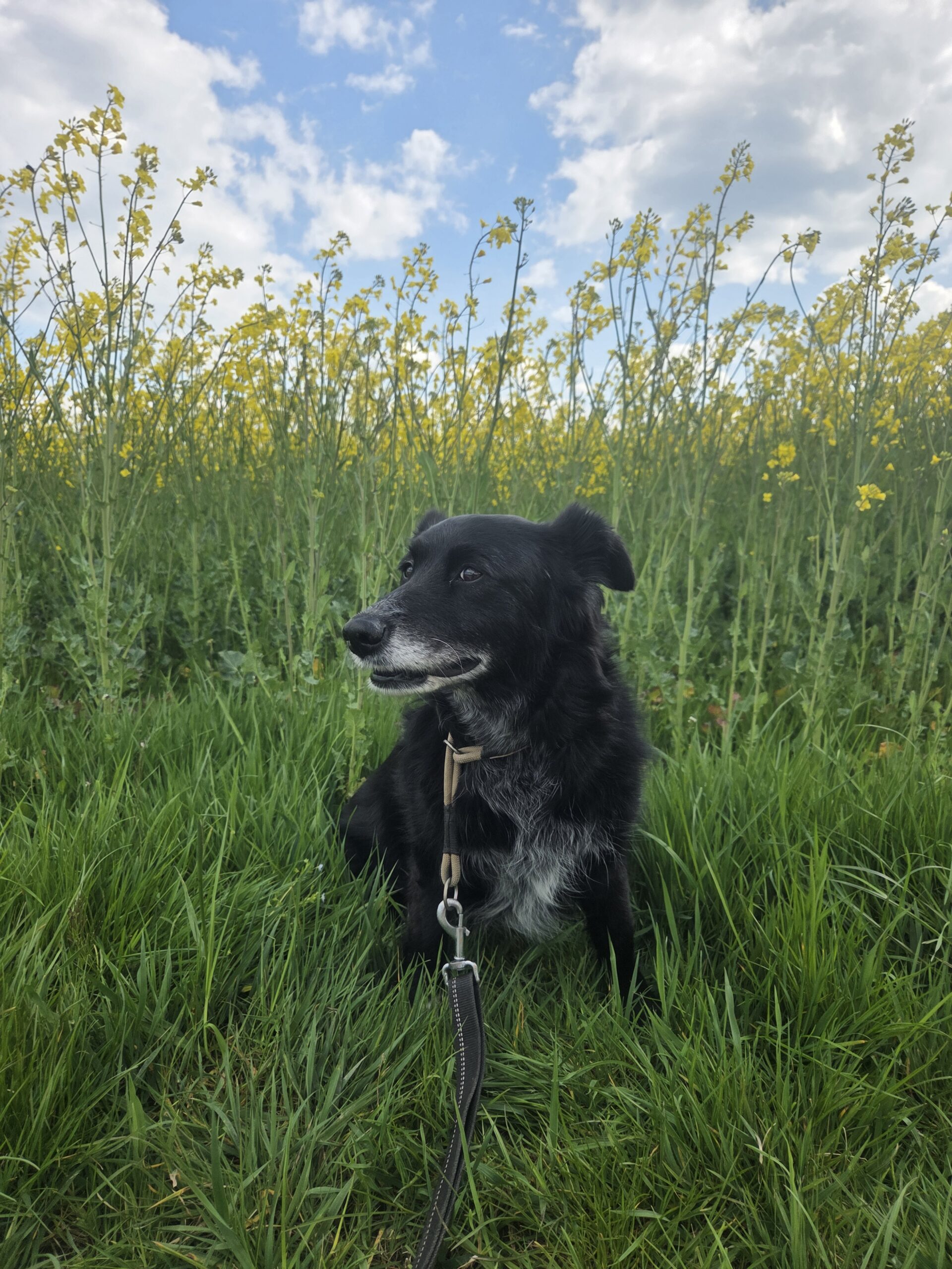 Mali, Mischling – Tierheim Neuwied – Ludwigshof