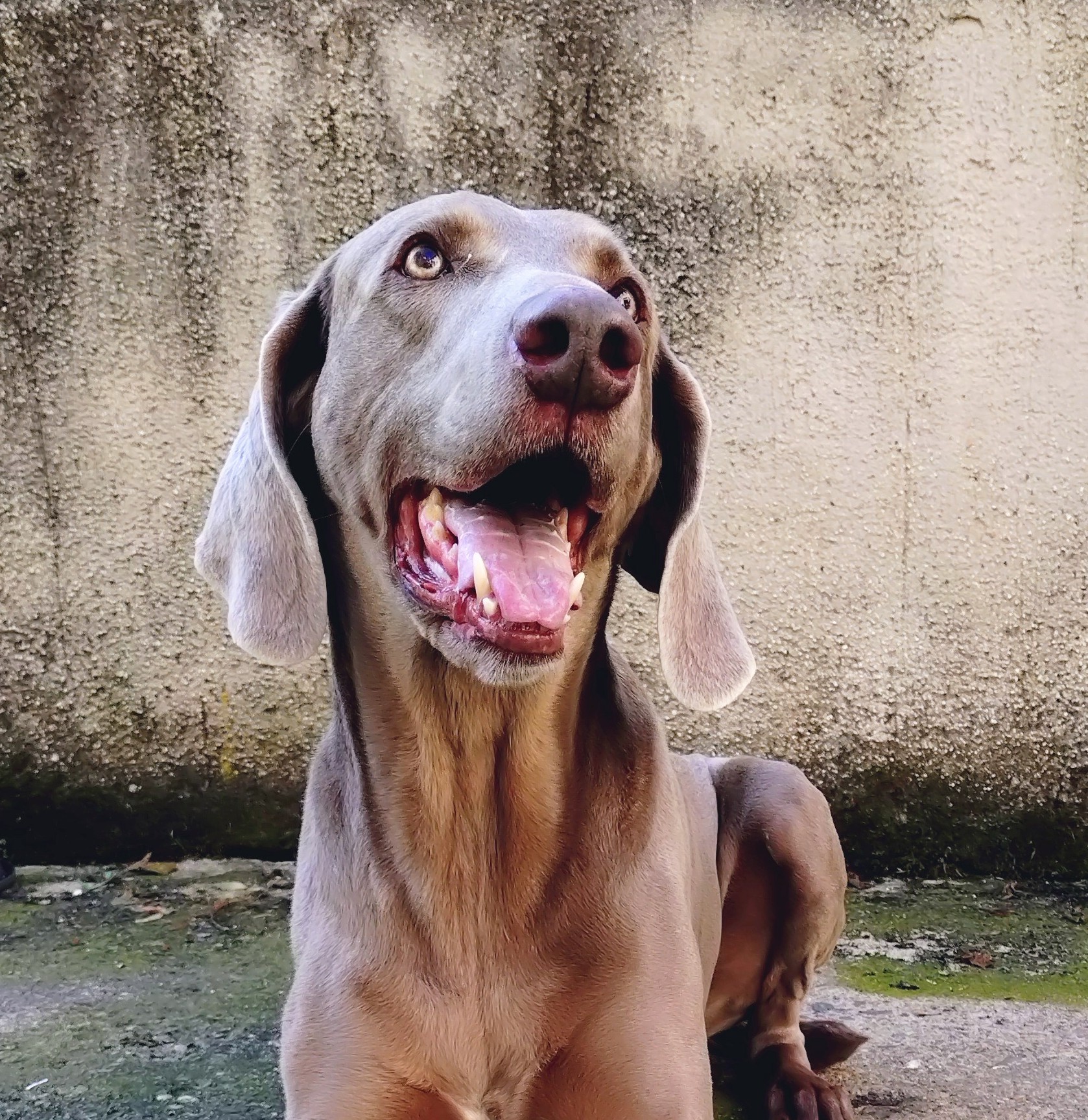 Ben, Weimaraner – Tierheim Neuwied – Ludwigshof