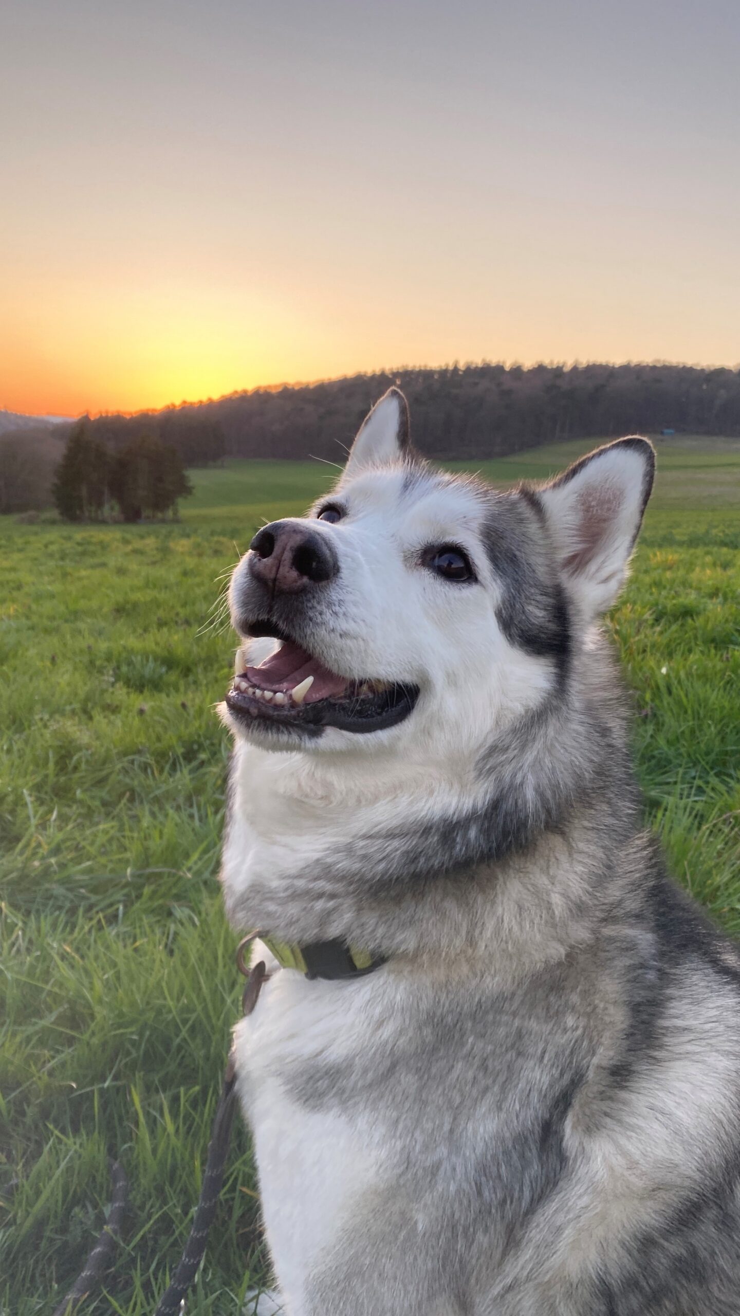 Bone, Siberian Husky – Tierheim Neuwied – Ludwigshof
