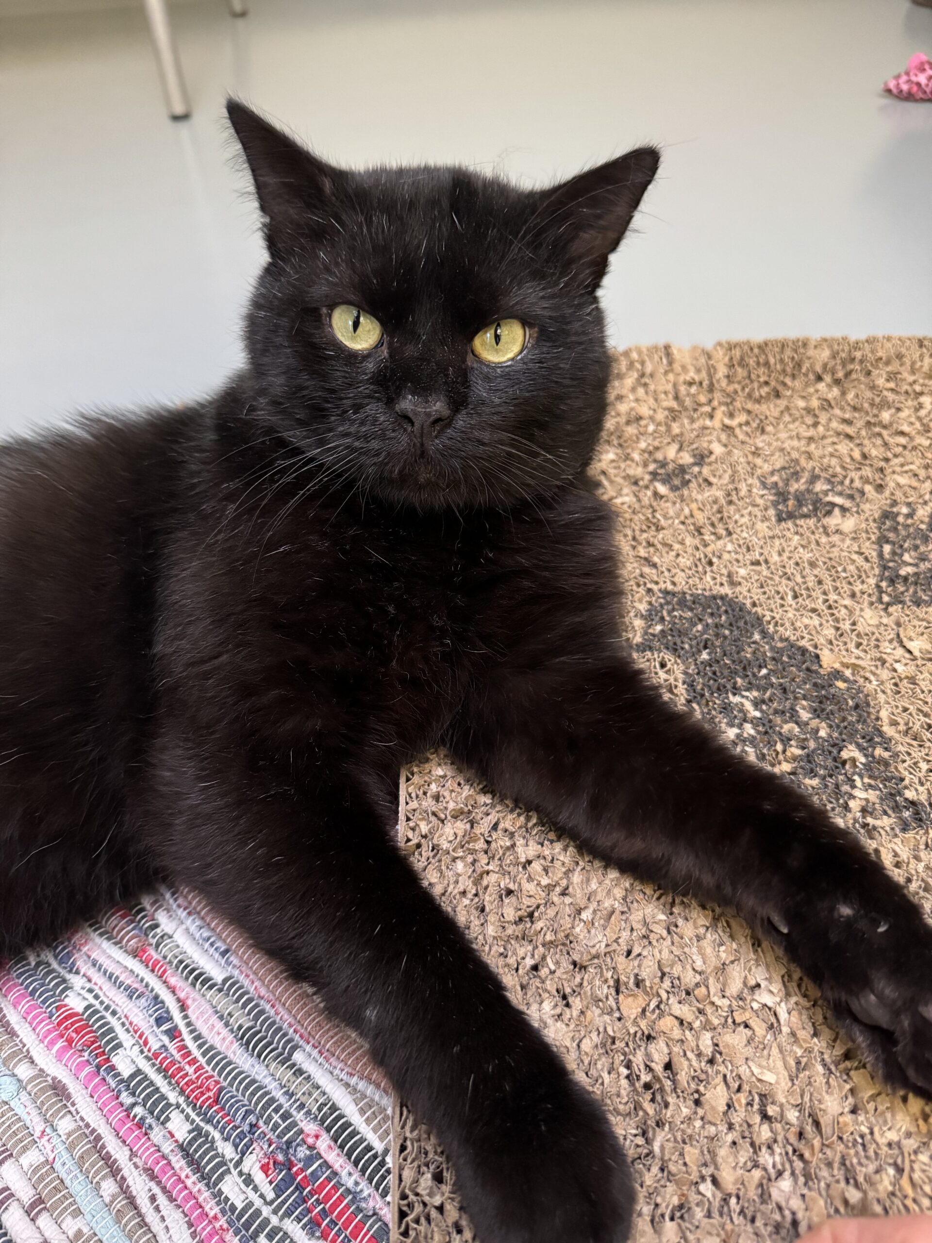 Raul, EKH – Tierheim Neuwied – Ludwigshof