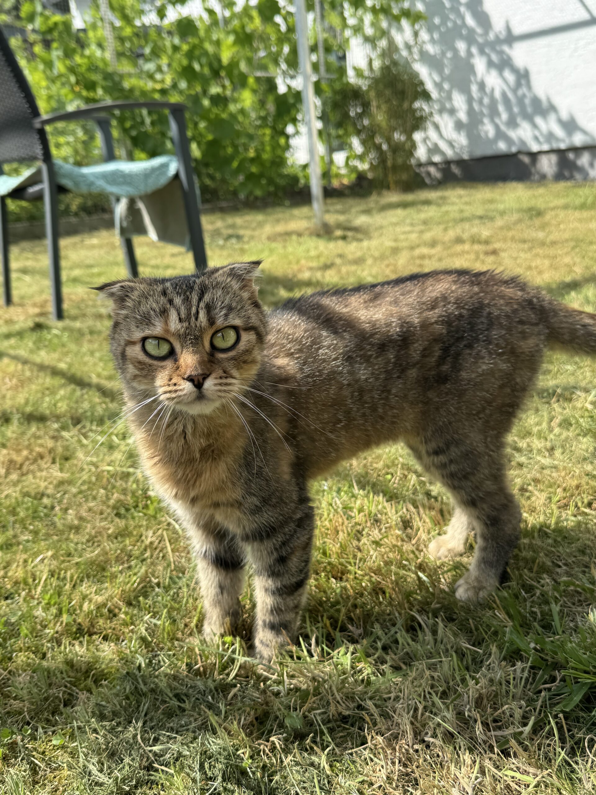 Nellie, Scottish Fold – Tierheim Neuwied – Ludwigshof