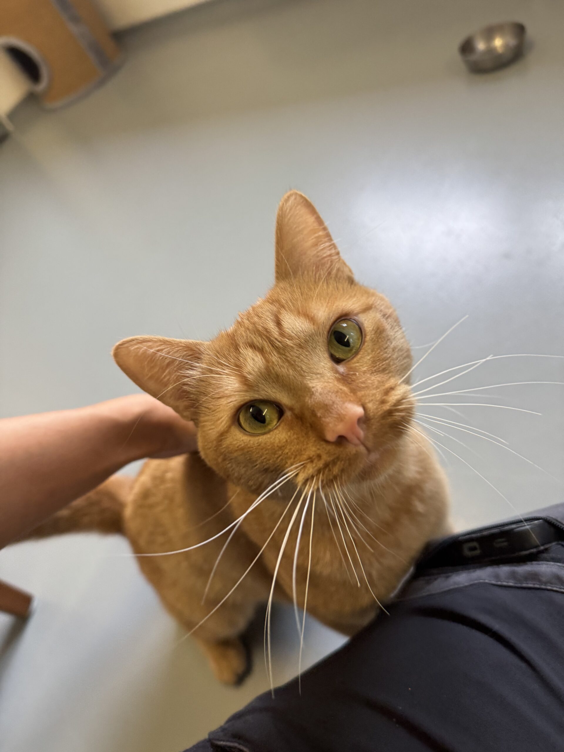 Pascal, EKH – Tierheim Neuwied – Ludwigshof