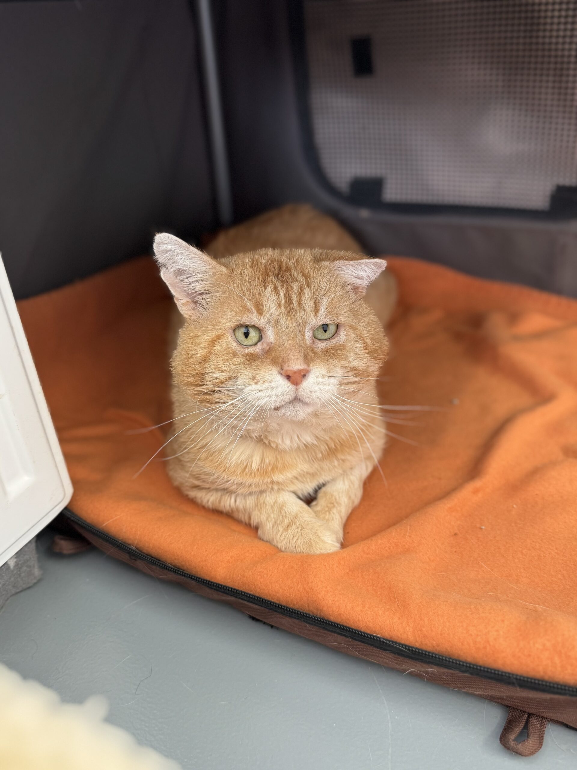Rusty, EKH – Tierheim Neuwied – Ludwigshof