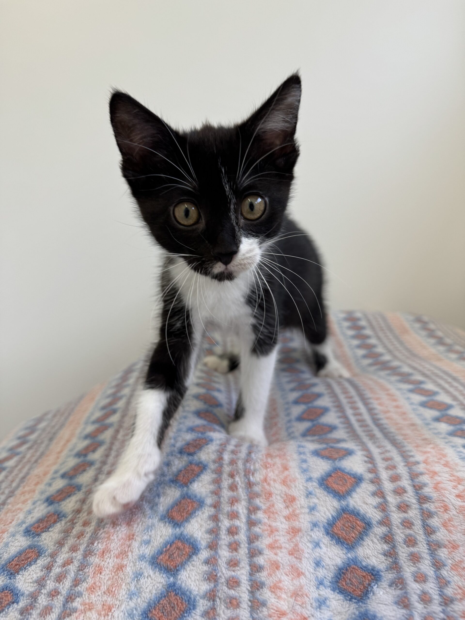 Coco, EKH – Tierheim Neuwied – Ludwigshof