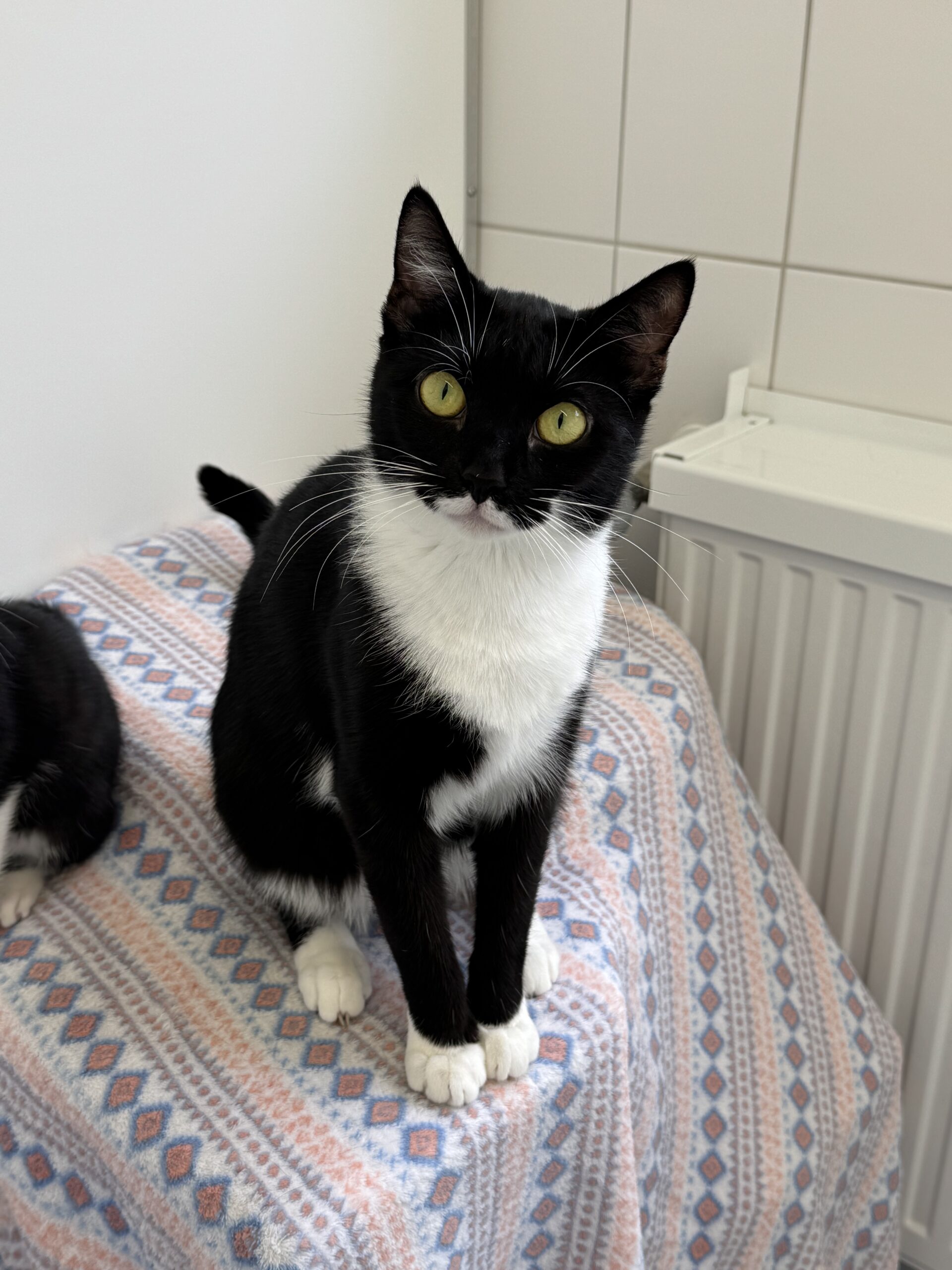 Chanel, EKH – Tierheim Neuwied – Ludwigshof