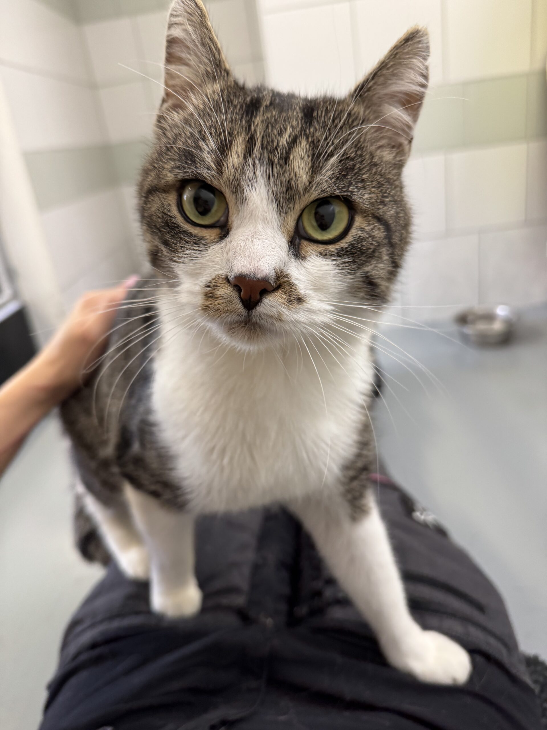 Gianni, EKH – Tierheim Neuwied – Ludwigshof