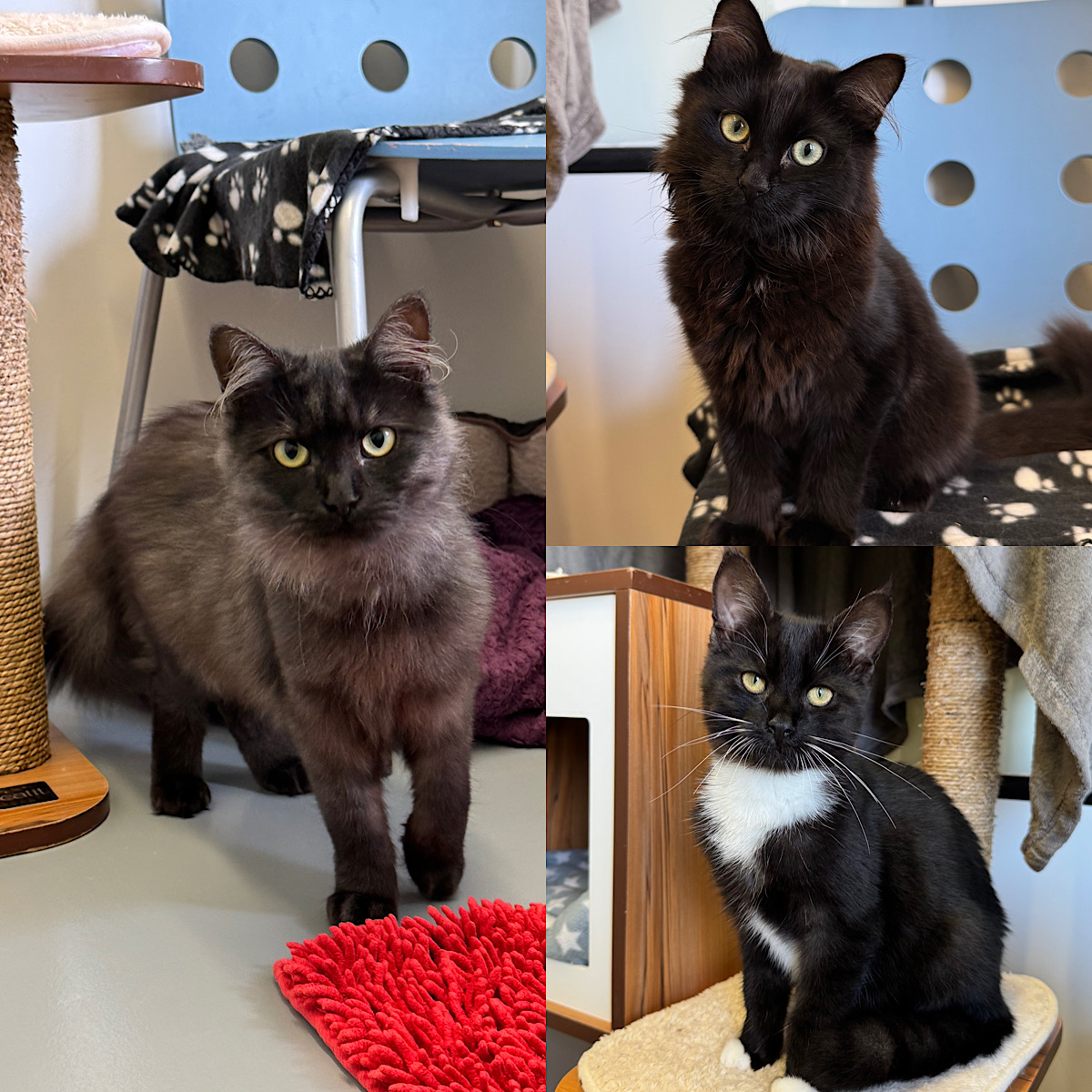Blitza, Mix – Tierheim Neuwied – Ludwigshof