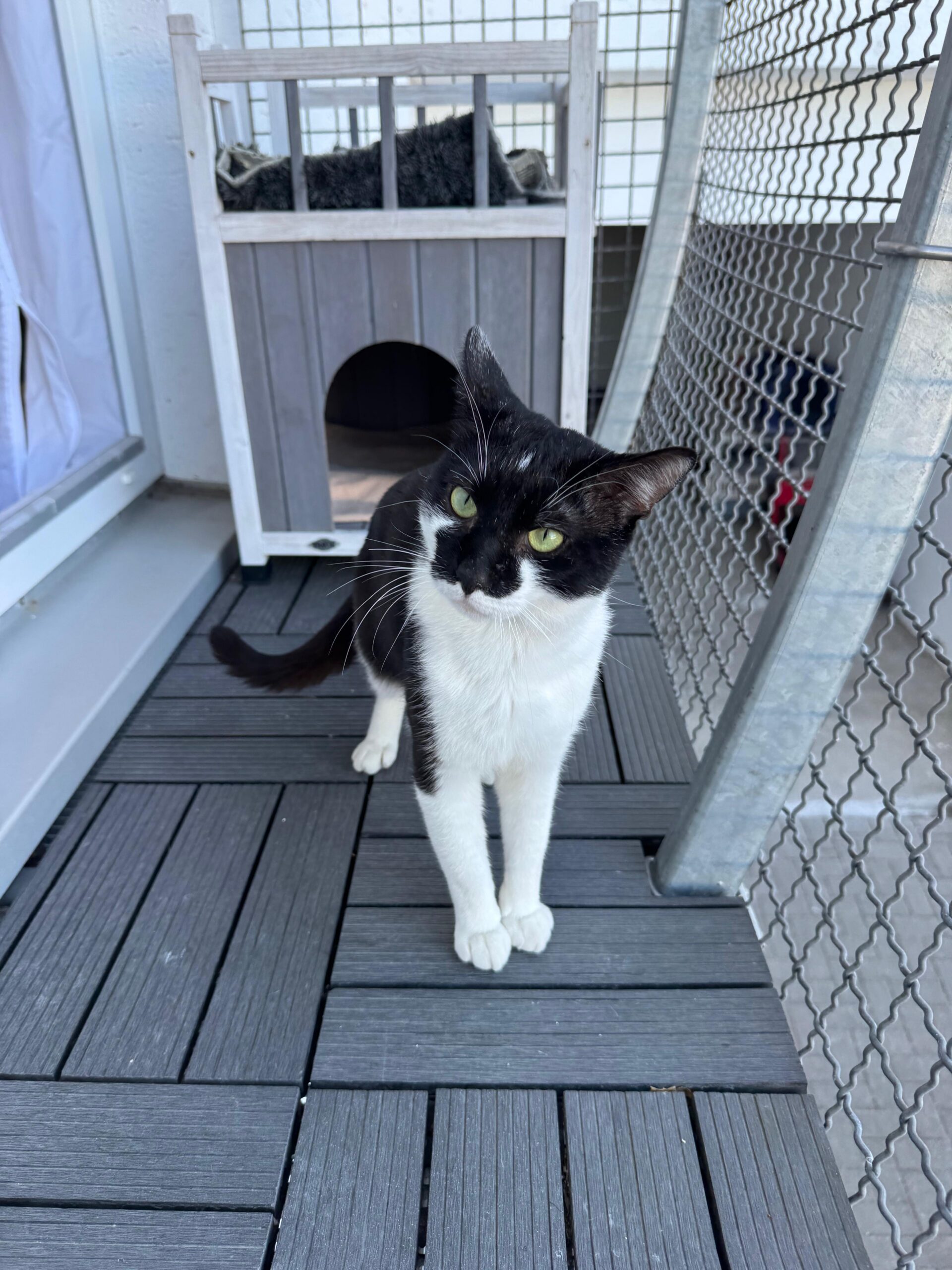 Daryl, EKH – Tierheim Neuwied – Ludwigshof