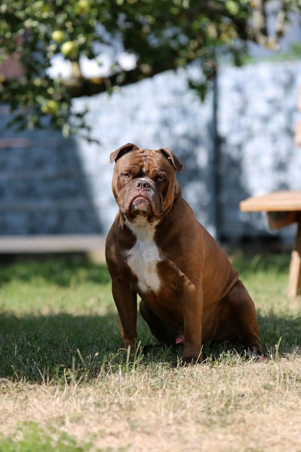 Toni, OEB – Tierheim Neuwied – Ludwigshof