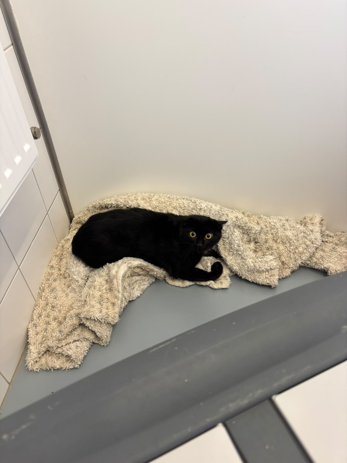 Fundkatze Straßenhaus, EKH – Tierheim Neuwied – Ludwigshof