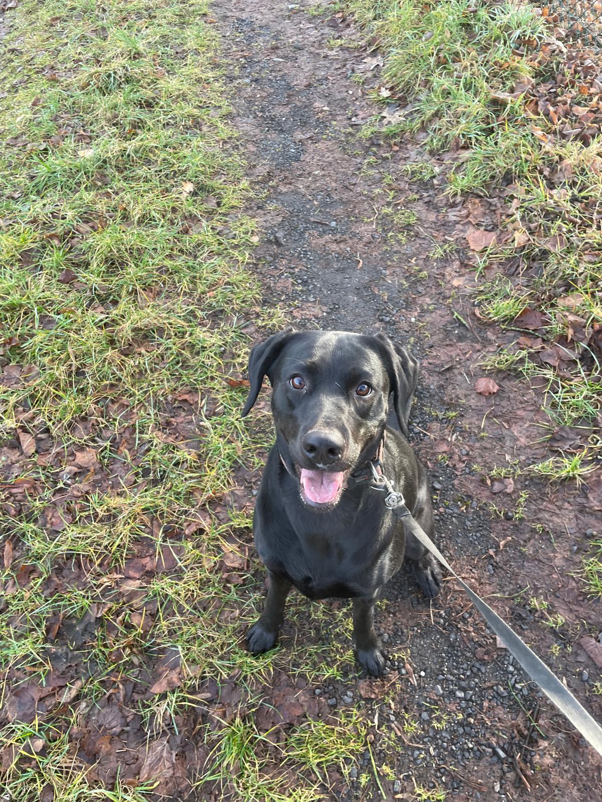 Jelly-Bean, Labrador / Dobermann – Tierheim Neuwied – Ludwigshof