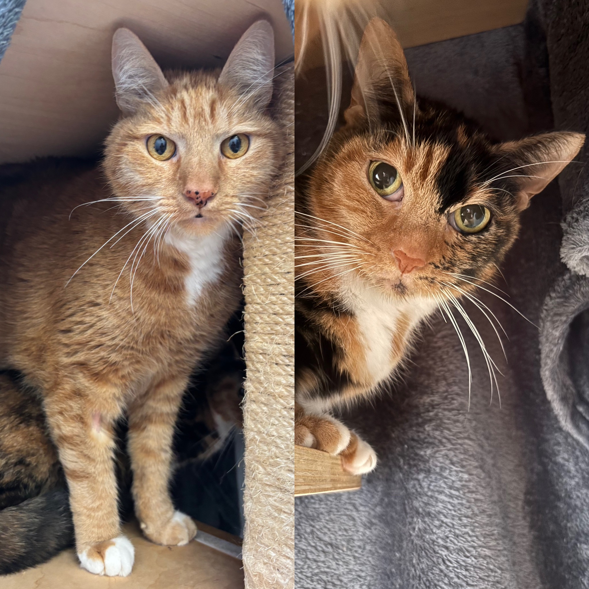 Q + Mougie, EKH – Tierheim Neuwied – Ludwigshof