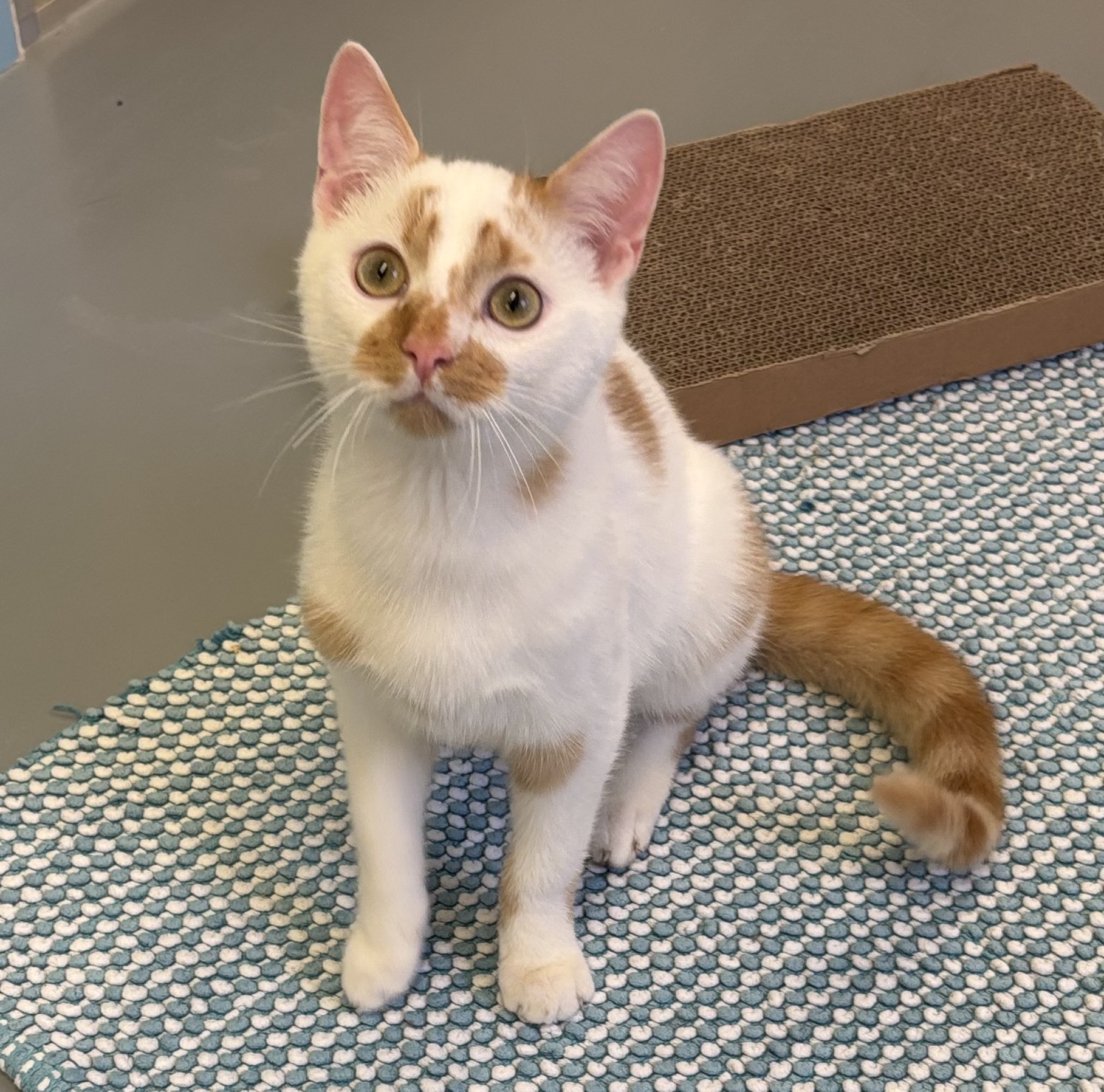 Stewie, EKH – Tierheim Neuwied – Ludwigshof