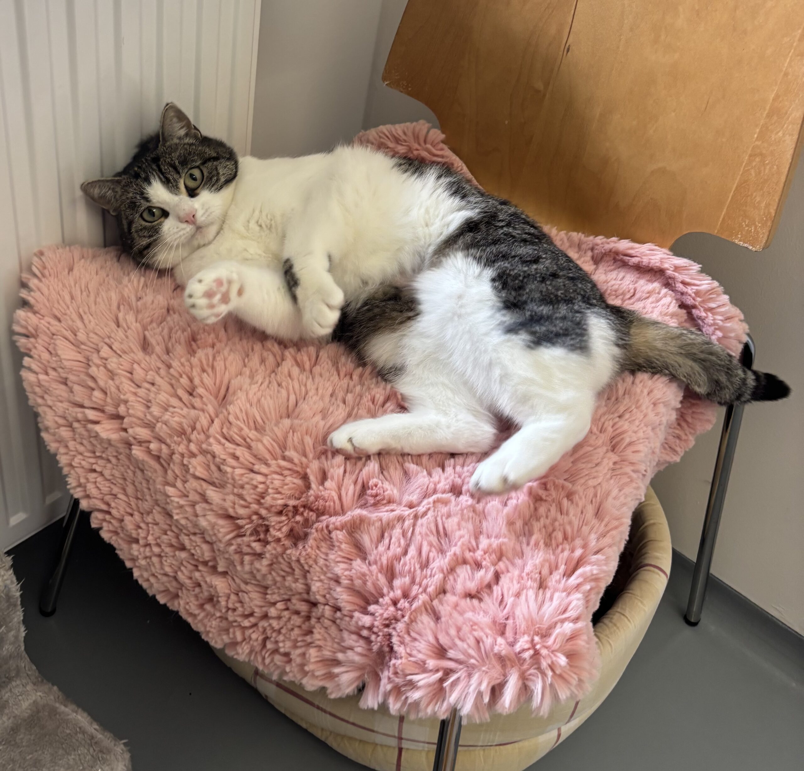 Mimi, EKH – Tierheim Neuwied – Ludwigshof