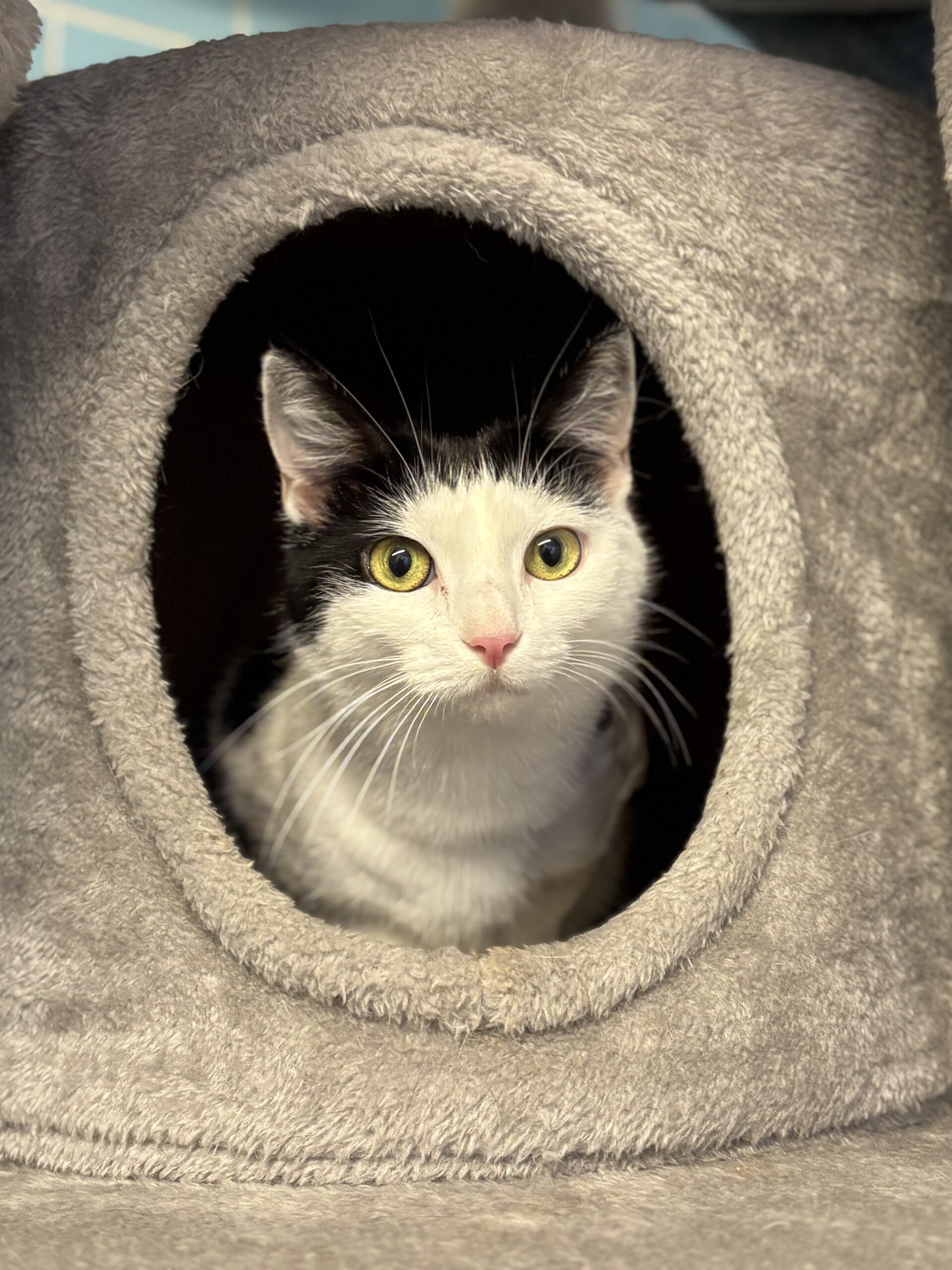 Letty, EKH – Tierheim Neuwied – Ludwigshof