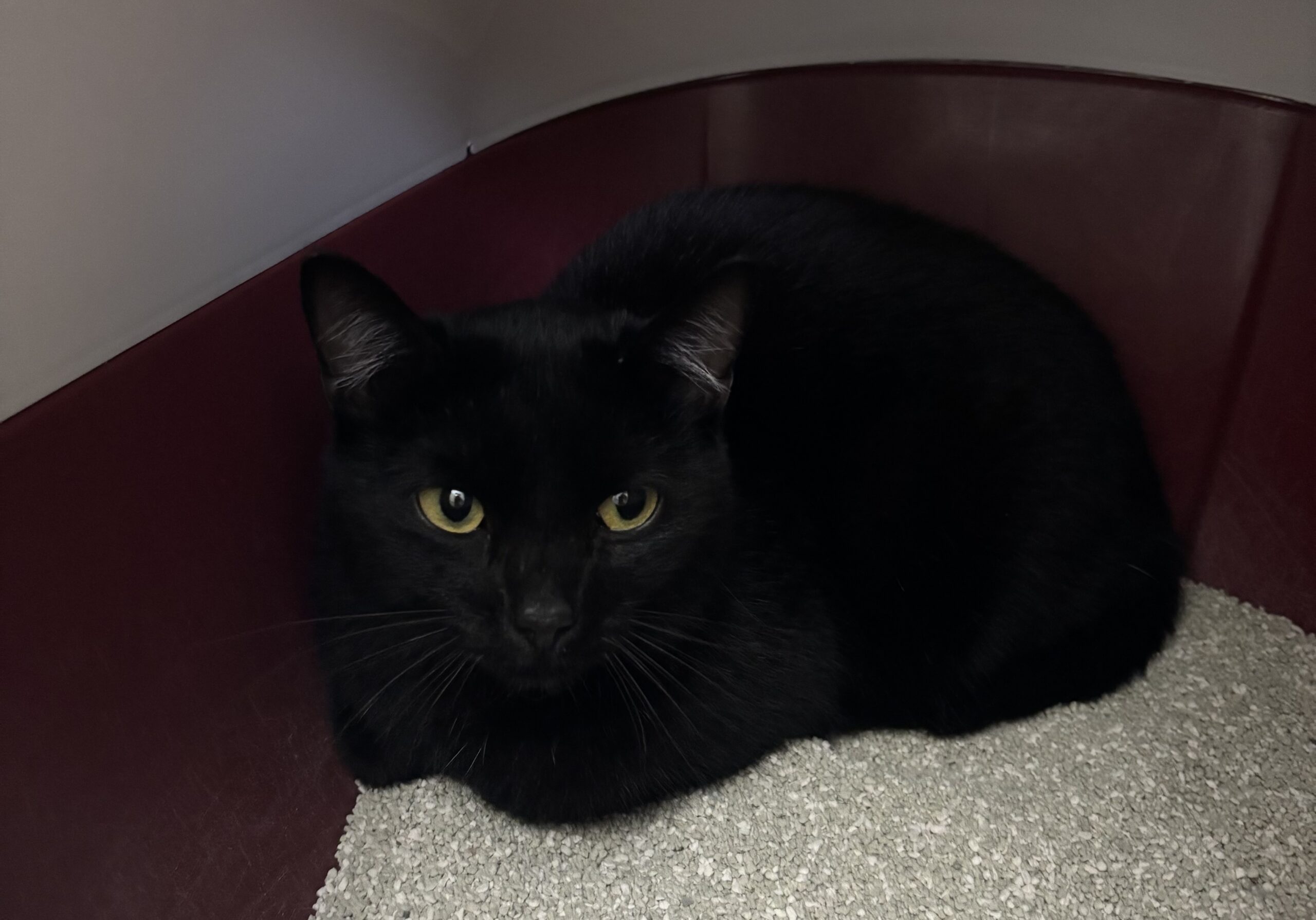 Fundkatze NR-Oberbieber, EKH – Tierheim Neuwied – Ludwigshof