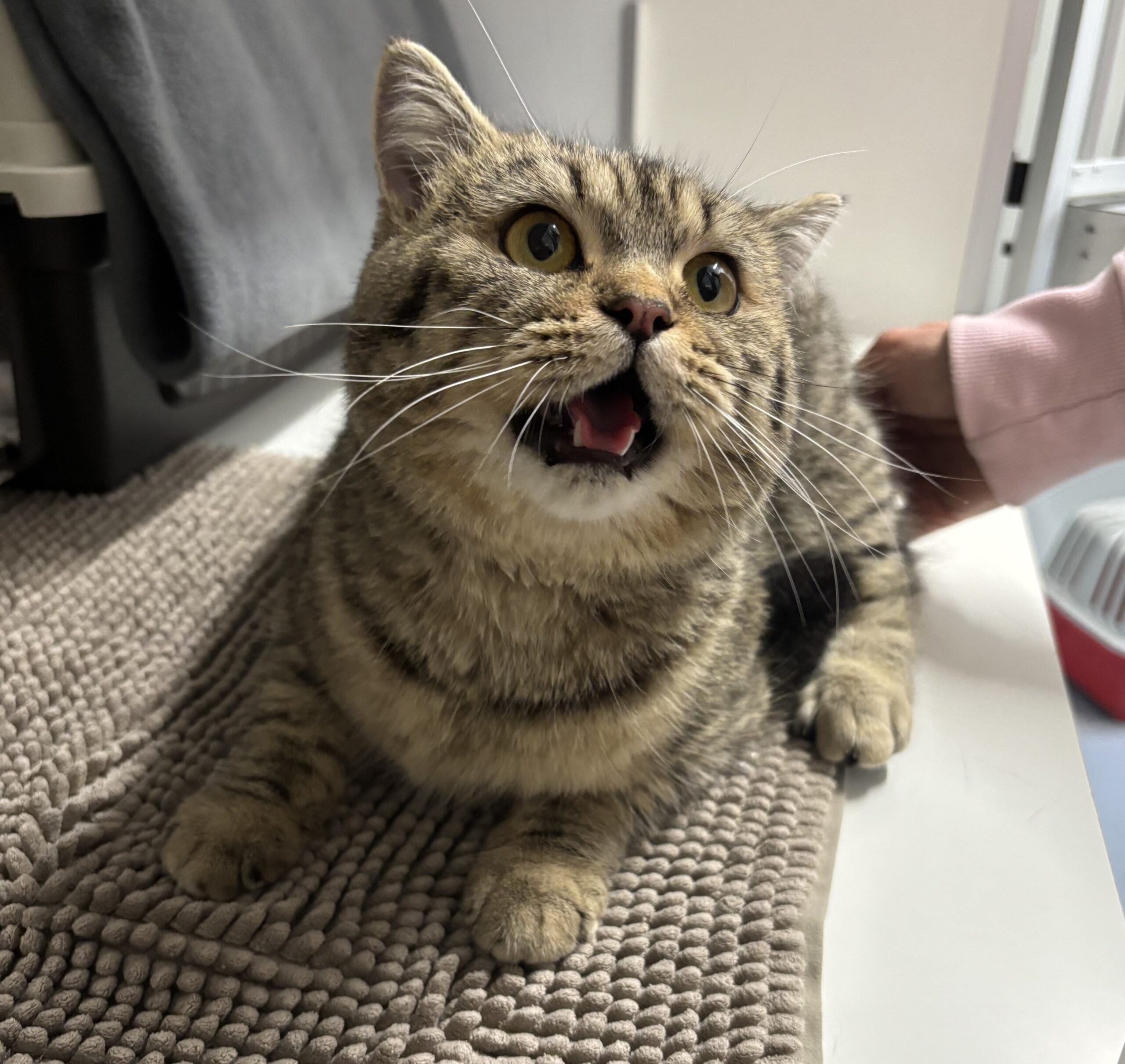 Fundkatze NR-Irlich, Bkh – Tierheim Neuwied – Ludwigshof