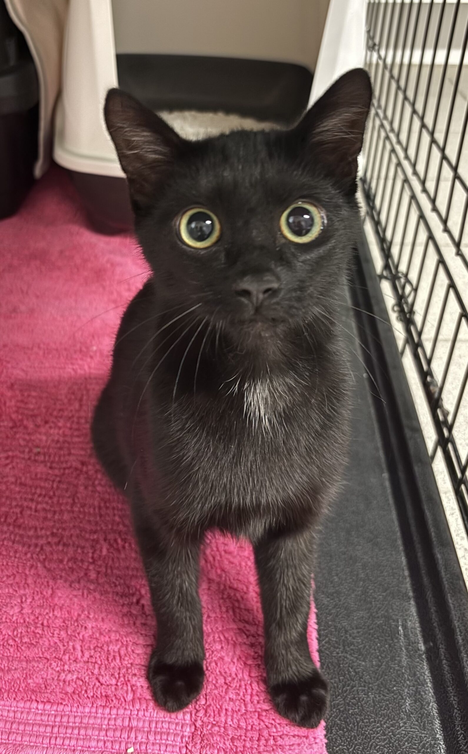 Fundkater Leutesdorf, EKH – Tierheim Neuwied – Ludwigshof